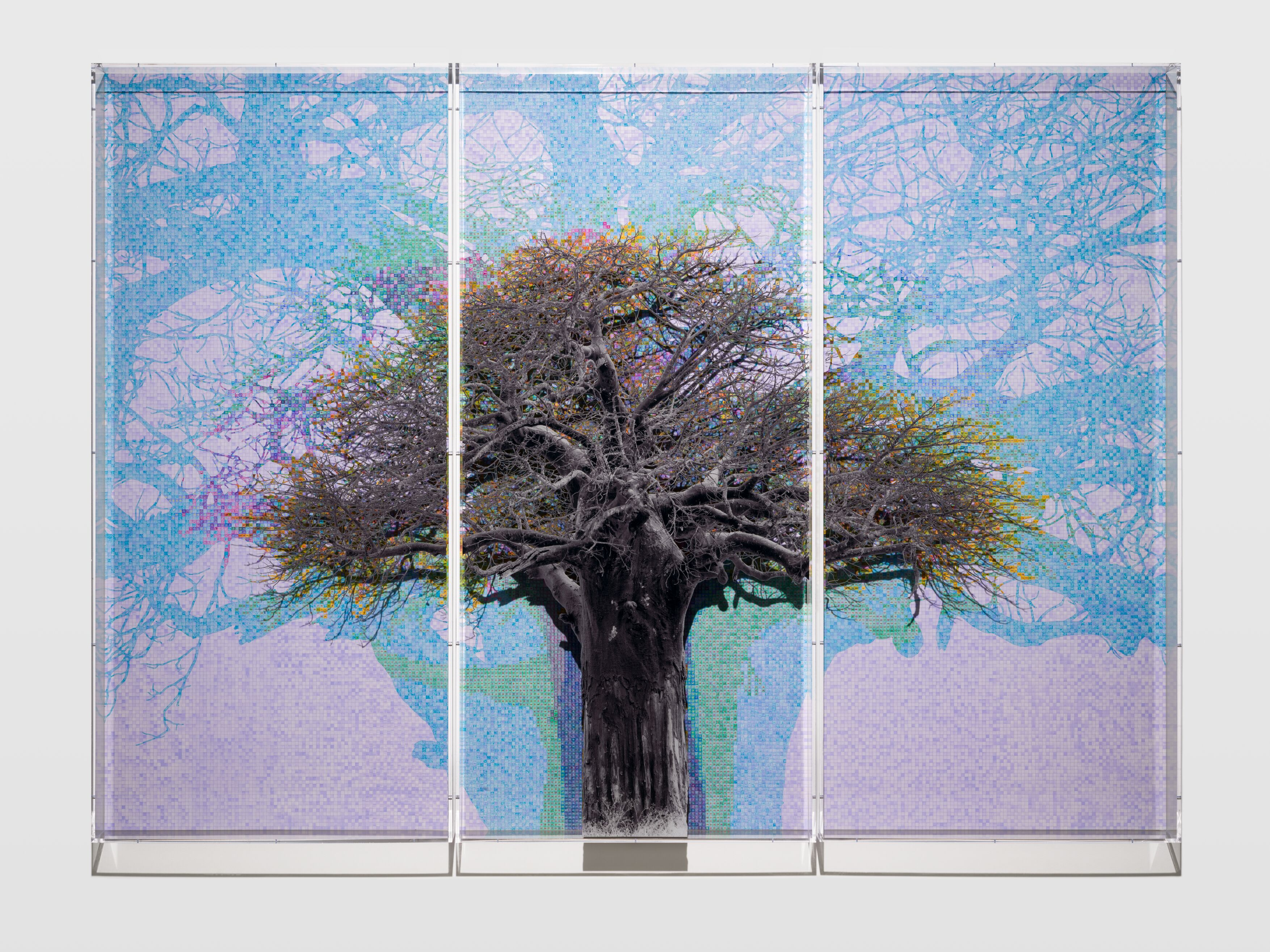 Charles Gaines – Numbers and Trees, The Tanzania Baobabs - Hauser